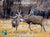 2024 Mule Deer Calendar