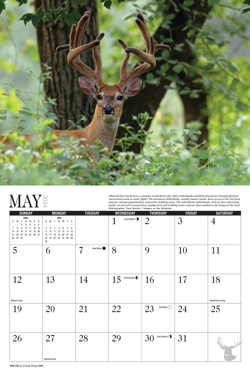 2024 Whitetail Deer Calendar Silver Creek Press