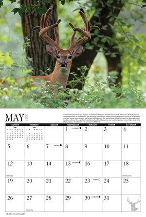 2024 Whitetail Deer Calendar