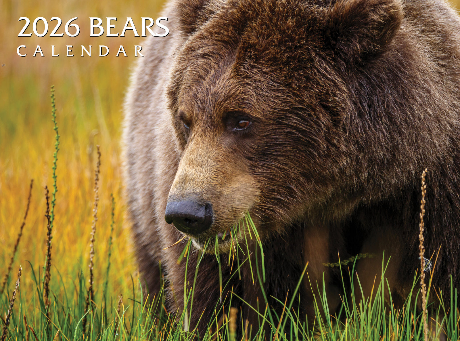 Bear in a grassy field with '2026 Bears Calendar' text.