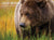 2026 Bears Calendar