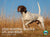 2026 Hunting Dogs Calendar