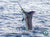 2026 Saltwater Sportsmen & Trophy Game Fish Calendar