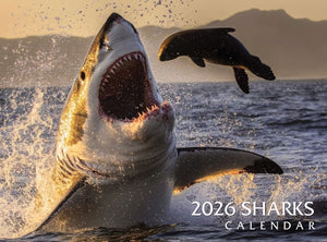 2026 Sharks Calendar