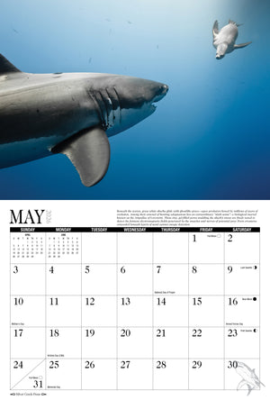 2026 Sharks Calendar