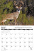 2026 Whitetail Deer Calendar