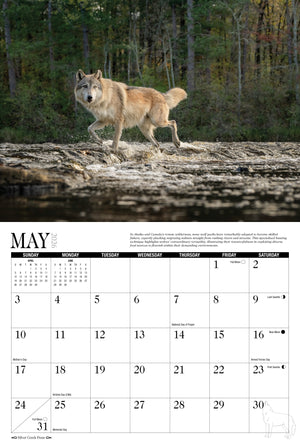 2026 Wolves Calendar