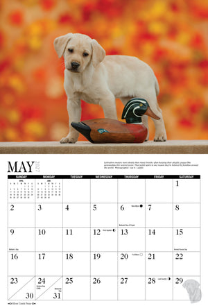 2027 Labs Afield Calendar