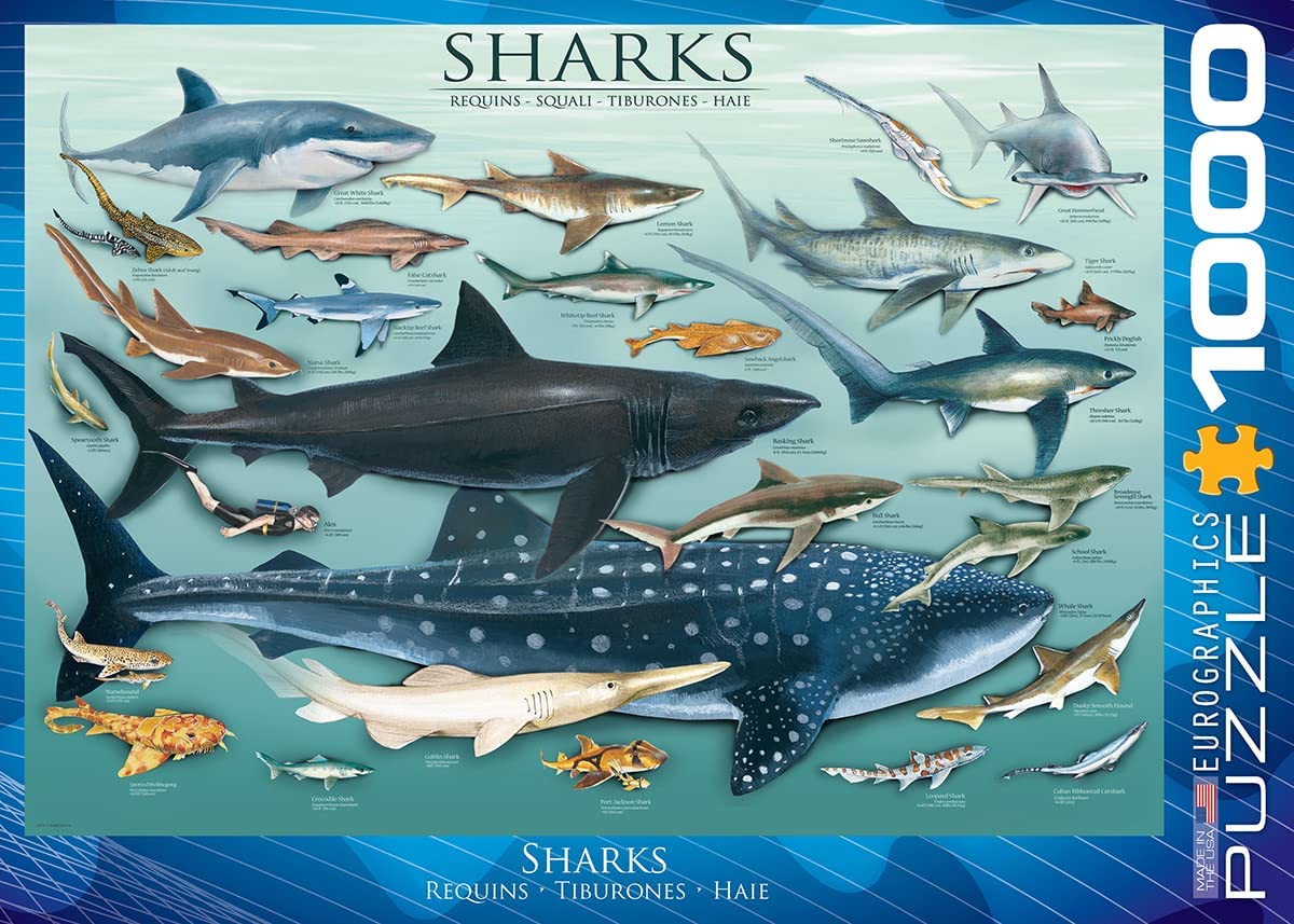 Sharks Puzzle - 1,000 piece