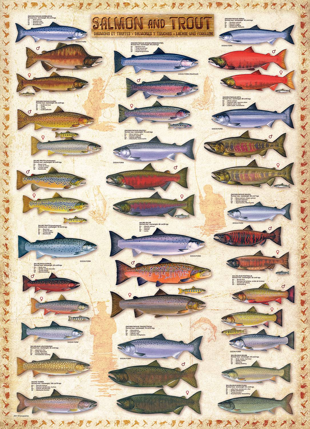 Salmon & Trout Puzzle