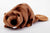 Stuffed Animals